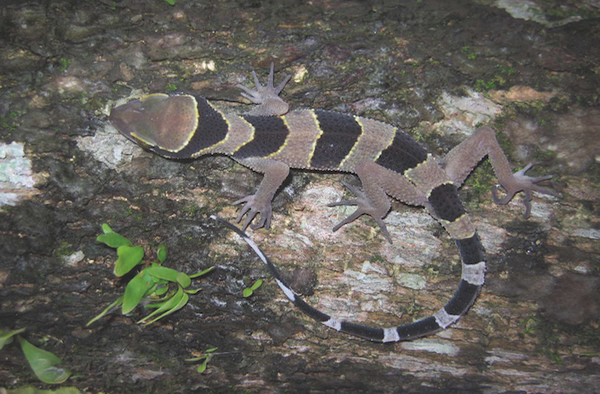 A zebra-striped gecko,Cyrtodactylus phuketensis.Montri Sumontha