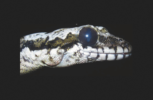 Kaeng Krachan parachute gecko,Ptychozoon kaengkrachanense.Montri Sumontha