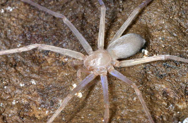 A blind huntsman spider,Sinopoda scurion.Peter Jäger/Senckenberg Research I