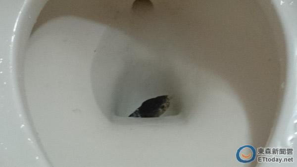 台湾1公尺眼镜蛇躲马桶 6岁女童以为是大便