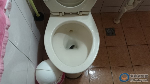 台湾1公尺眼镜蛇躲马桶 6岁女童以为是大便