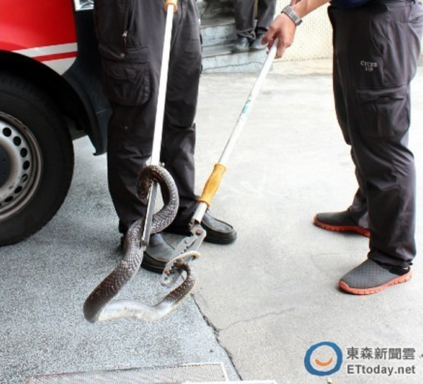 台湾1公尺眼镜蛇躲马桶 6岁女童以为是大便