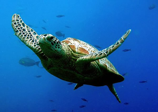 非法盗捕正威胁海龟的生存