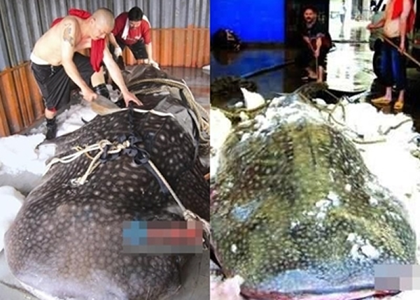 ��ͼΪ������ɱ���衣��ͼΪ���豻�˵�������ʱ�����