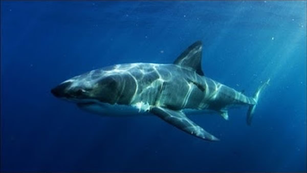 澳洲科学家怀疑他们追踪的一条9呎长大白鲨,遭16呎长的同类吃掉。图为大白鲨。