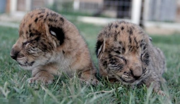 ���������������ݶ���԰ӭ��һ������̥��ʨʨ����