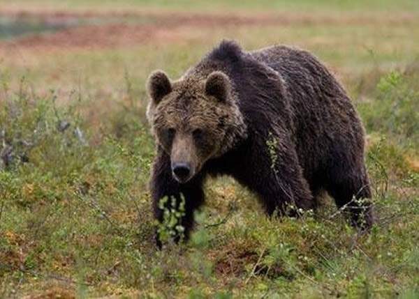 ����ţ˹ɽ��һͷ�������ڰ�ռ����Ȩ�п��ܱ��˸�����