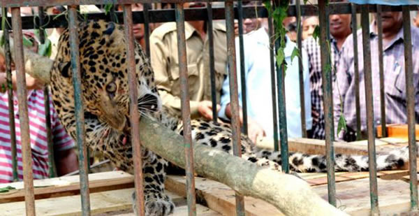 ӡ��Ů�Ӳ�������������������װ��ץ�����ޱ�