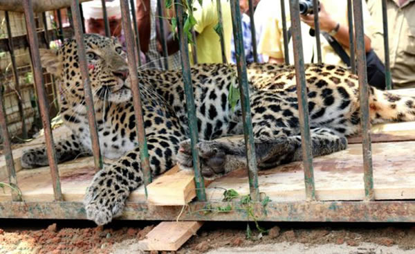 ӡ��Ů�Ӳ�������������������װ��ץ�����ޱ�