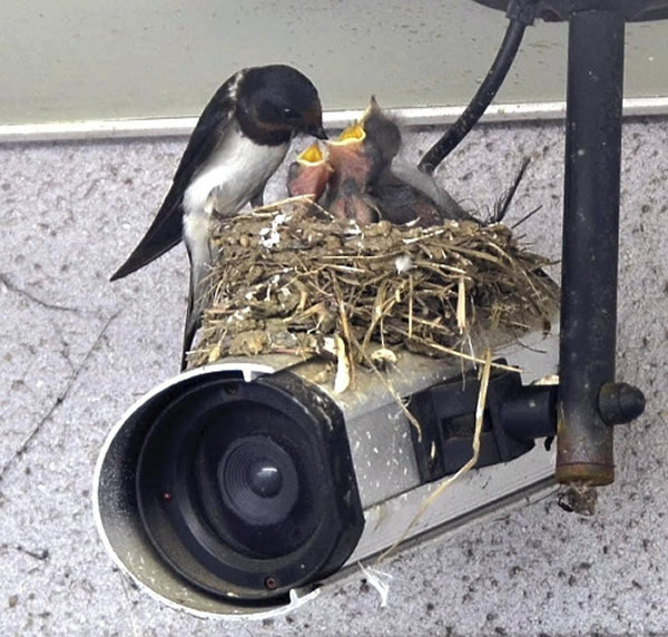 日本福冈县小燕子在监控摄像头上筑巢 - 神秘的