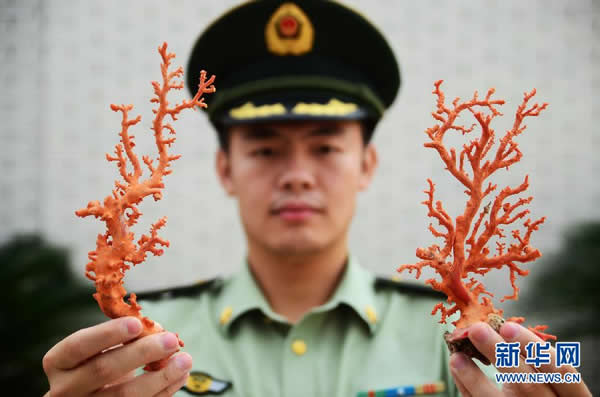 6月9日,在福建省宁德市边防支队营区,民警展示查获的红珊瑚。