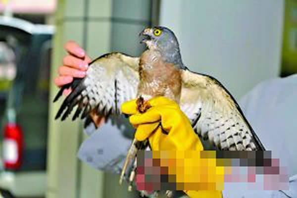 ����չʾ�ɻ��Ұ������