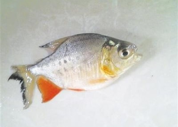 ���������������潭���̵����ơ�ʳ���㡱 ר�ҳư�����