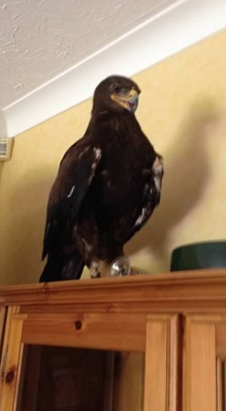 Ӣ�������ؿ�һֻ��չ��1.2�׵Ķ���˹��ԭӥ����������