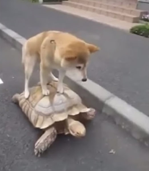 日本一只柴犬竟站在大乌龟的壳上让乌龟载它逛街