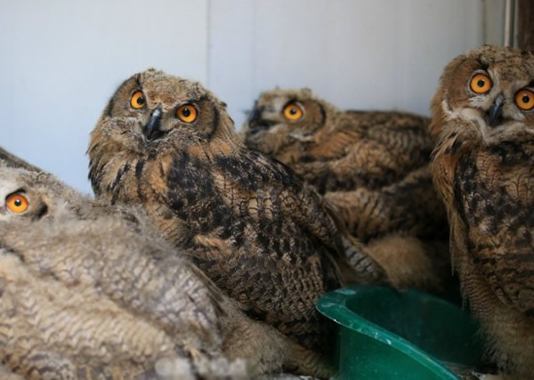 ����ɭ�ֹ����ȳ�24ֻѧ��Ϊ���^�Ĵ�èͷӥ