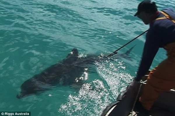 史密森频道纪录片《寻找超级食肉动物》：大白鲨被神秘海洋生物吞噬
