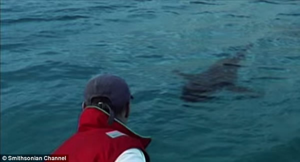 史密森频道纪录片《寻找超级食肉动物》:大白鲨被神秘海洋生物吞噬