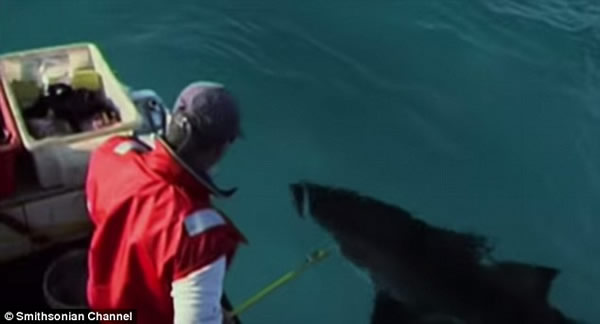 史密森频道纪录片《寻找超级食肉动物》:大白鲨被神秘海洋生物吞噬