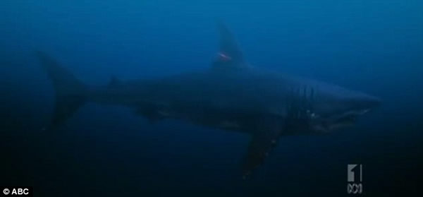 史密森频道纪录片《寻找超级食肉动物》:大白鲨被神秘海洋生物吞噬