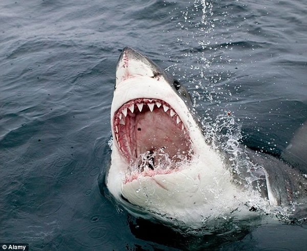 史密森频道纪录片《寻找超级食肉动物》:大白鲨被神秘海洋生物吞噬