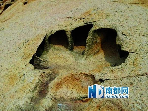 广东珠海海边岩石发现恐龙脚印化石?专家称是巧合