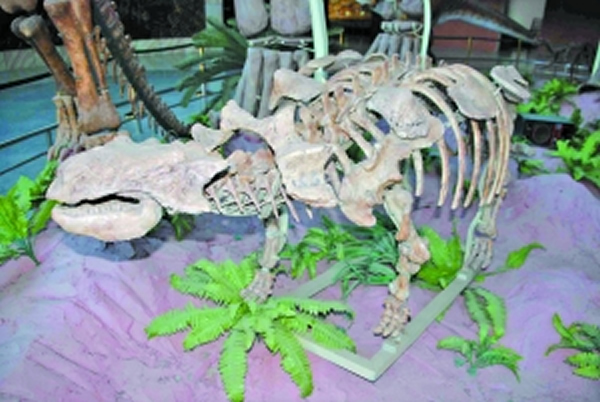 河源博物馆展出的鸟脚类恐龙化石模型