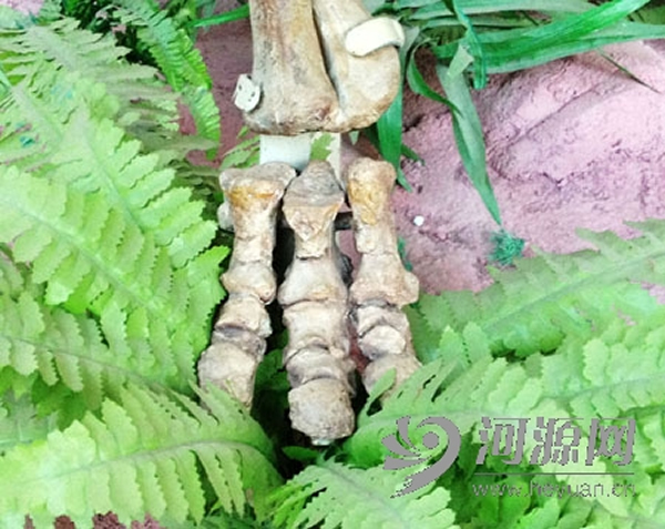 2013年7月发现鸟脚类恐龙脚趾化石,类似图中甲龙脚趾。