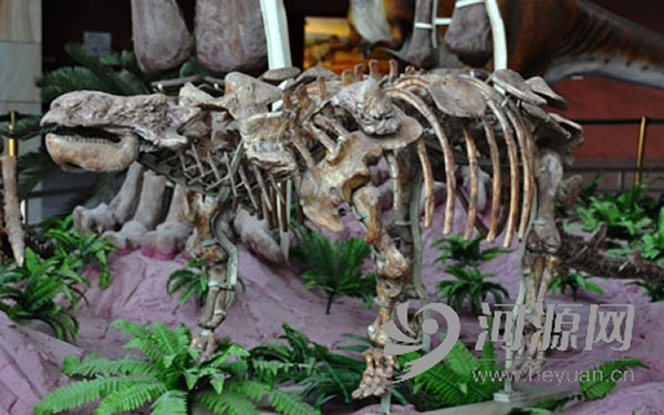 2013年7月发现的恐龙骨骼化石,确认为鸟脚类恐龙。这只恐龙大小,与河源恐龙博物馆展出的甲龙模型差不多大小。