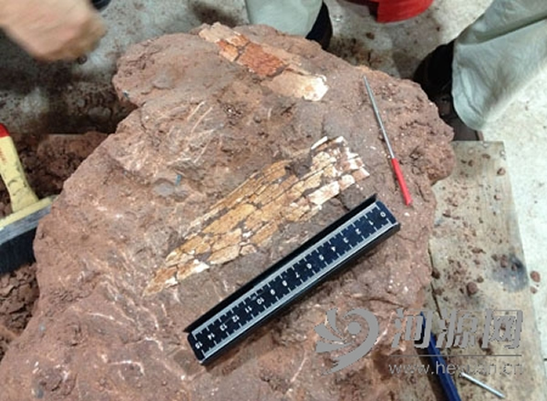 上月下旬发现的两块扁形恐龙化石,为蜥脚类恐龙的部分肋骨。
