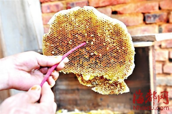 福建省三明市泰宁县19位村民吃了野生蜂蜜后出现中毒症状 怀疑是野蜂采到断肠草花粉