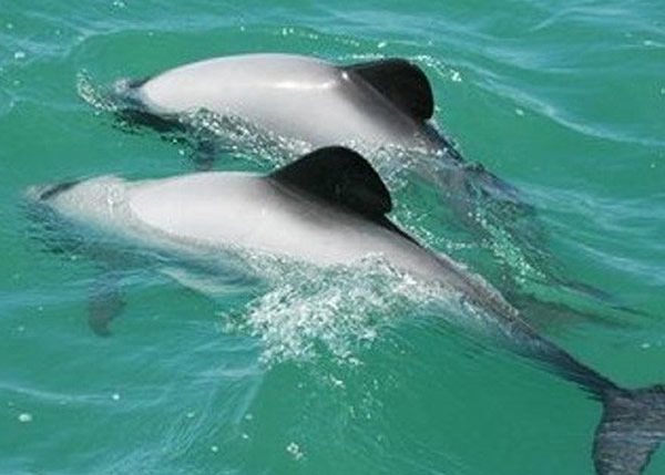 �����������ѧ�Һ�����������һ����������ë���������