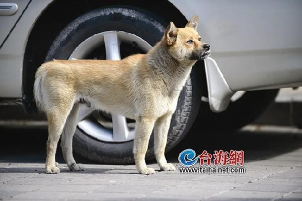 集美「忠犬八公」停车位旁痴等1个多月,好心人喂食找主人。