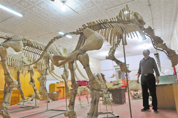 重庆万州区博物馆的东方剑齿象标本