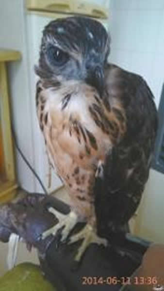 网友在鹰猎论坛中上传他驯养的鹰