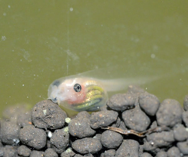 ����ˮ���չʾ͸�����