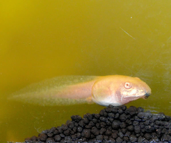 ���巺�Ƶİ�ɫ���