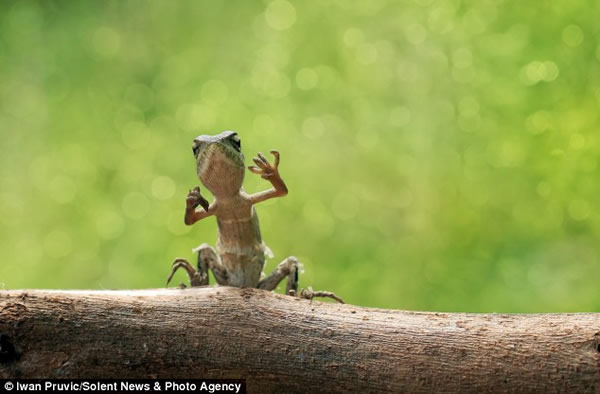 印尼两只小蜥蜴雨中“热舞”