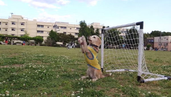 �ձ�����һֻ�׸�³��Ϊ����С��