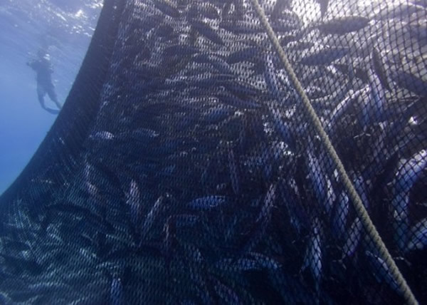 ̫ƽ�󵺹�����������Ӹ���ˮ���ڲ�׽������շ�