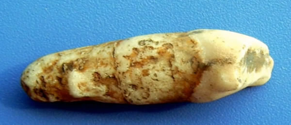 “桐梓人”牙齿化石