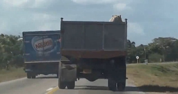 ����һͷС���ڱ��������׳���·���¸����¿���������ʵ��С���ͱ�