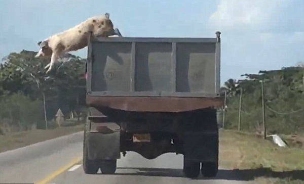 ����һͷС���ڱ��������׳���·���¸����¿���������ʵ��С���ͱ�