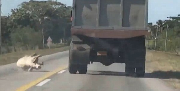 ����һͷС���ڱ��������׳���·���¸����¿���������ʵ��С���ͱ�