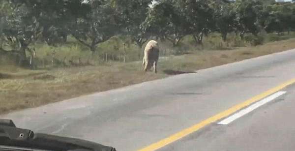 ����һͷС���ڱ��������׳���·���¸����¿���������ʵ��С���ͱ�