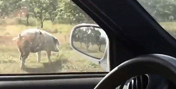 ����һͷС���ڱ��������׳���·���¸����¿���������ʵ��С���ͱ�