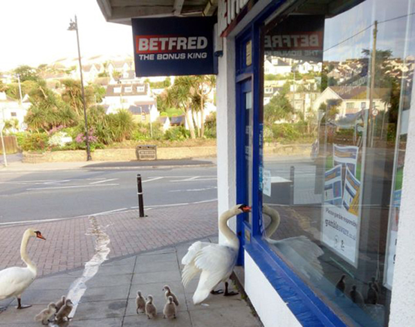 鹅爸:“嘿,兄弟,开门!”