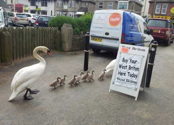 “求下注”遭拒后,鹅爸鹅妈携七只鹅宝折返。