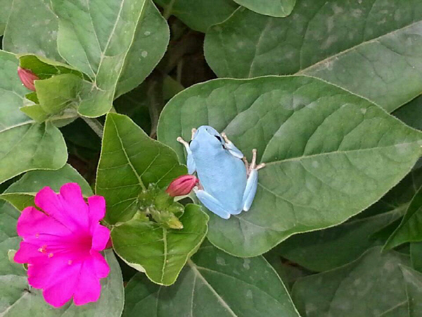 韩国发现一只天蓝色青蛙