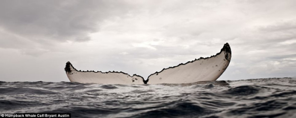 美国摄影师近距离拍摄鲸鱼